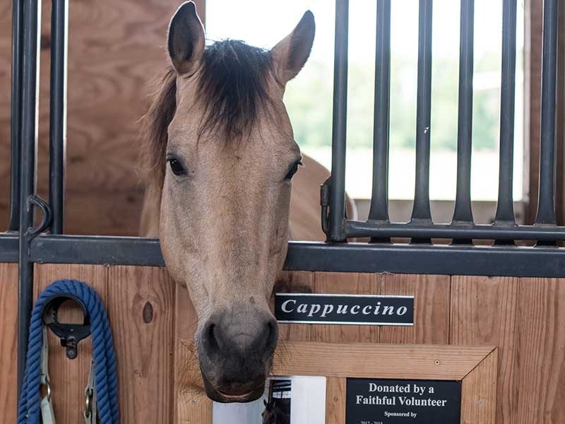 Brown horse in stall with head sticking out